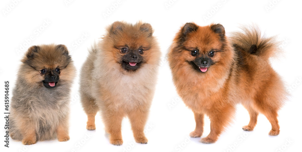 three pomeranian spitz in front of white background