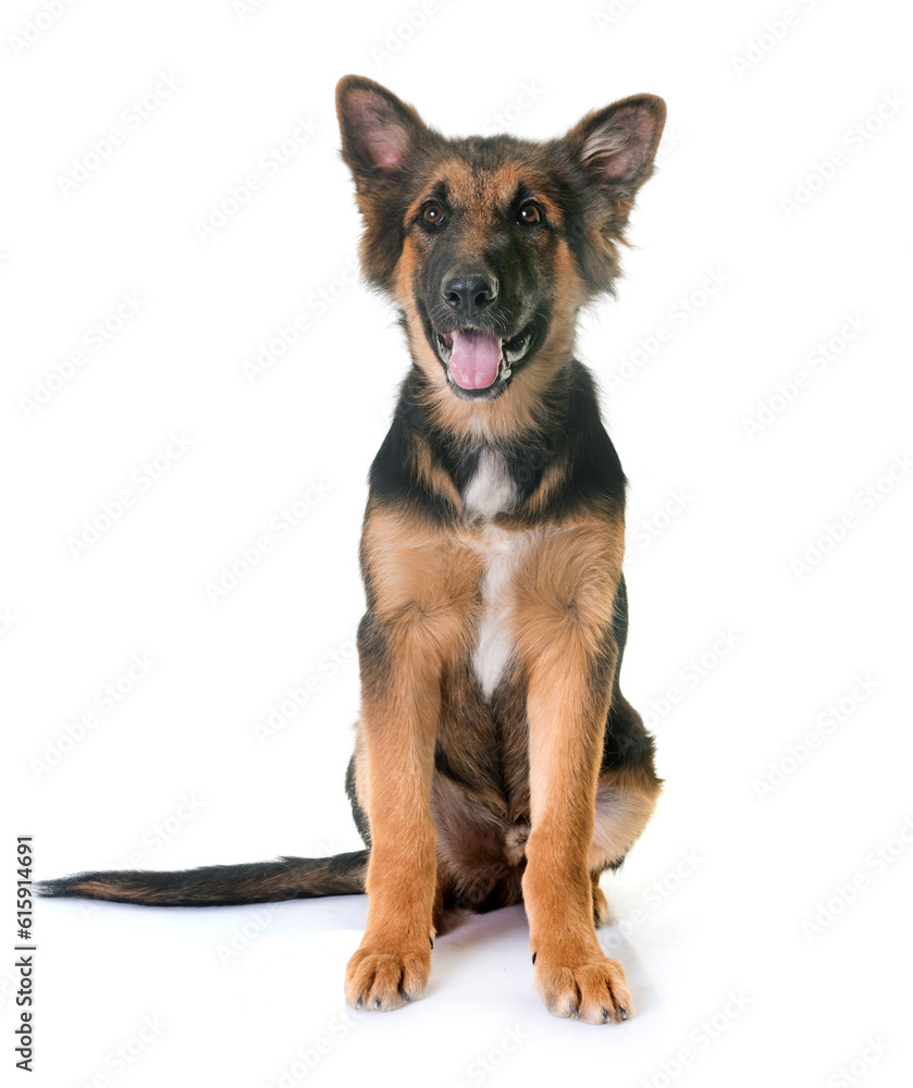 puppy german shepherd in front of white background puppy german shepherd in front of white background