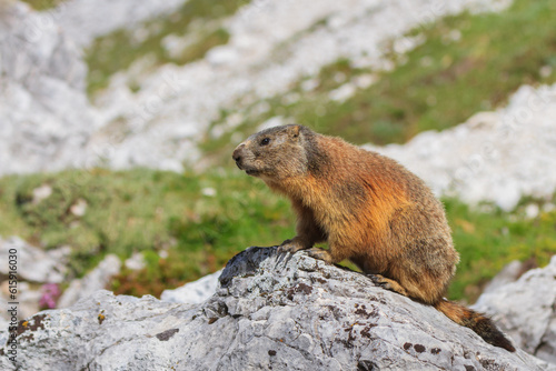 Alpine marmot  Marmota marmota  on rock. Dolomite Alps  Italy