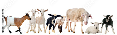 goat and ewe in front of white background photo