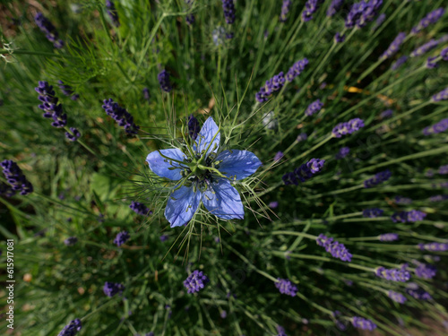 Top view of beautiful cornflower blue nigella flower against lavender background