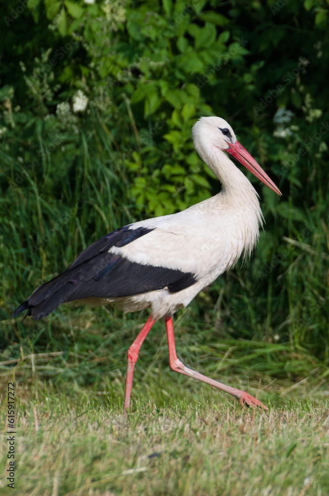 Ciconia ciconia aka White Stork is looking for frogs and mouse on the meadow during harvesting time. Ciconia ciconia aka White Stork is looking for frogs and mouse on the meadow during harvesting time.