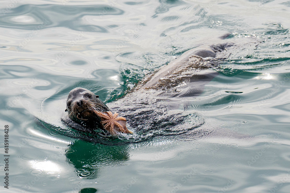 Obraz premium sealion eating octopus