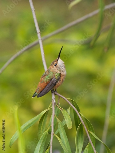 hummingbird on a branch