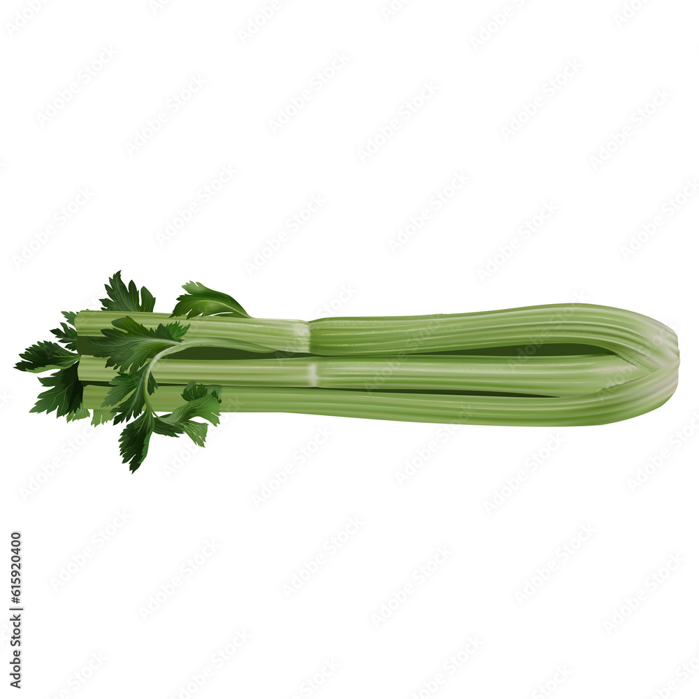 Obraz premium Celery isolated illustration on clear white background.