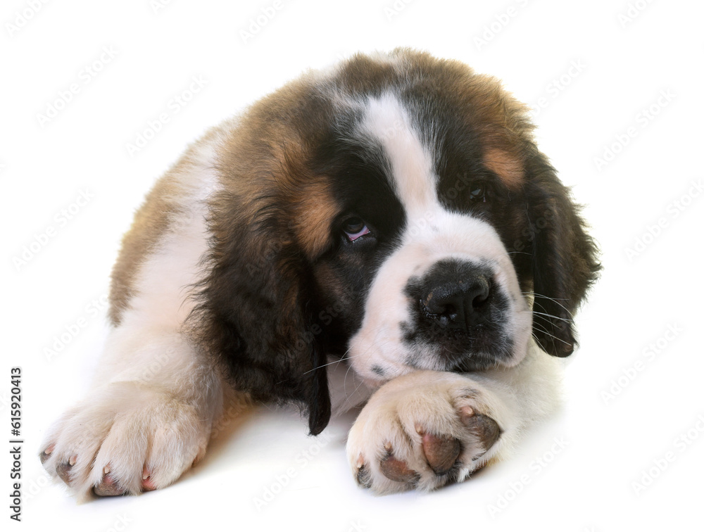 puppy saint bernard in front of white background puppy saint bernard in front of white background