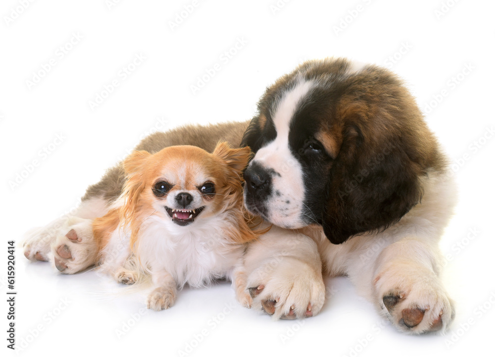 puppy saint bernard and chihuahua in front of white background puppy saint bernard and chihuahua in front of white background
