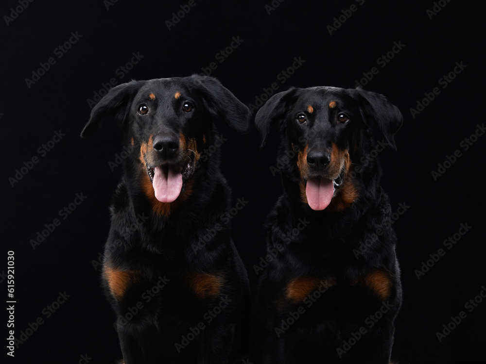 two black dogs on a black background. A couple of beauceron, a family. Pet in the studio two black dogs on a black background. A couple of beauceron, a family. Pet in the studio