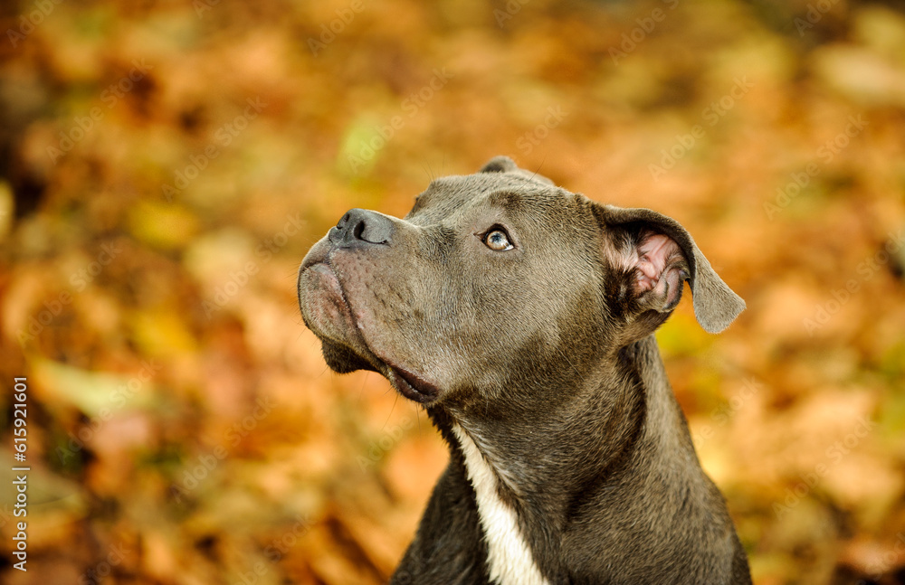 American Pit Bull Terrier dog portrait in fall leaves