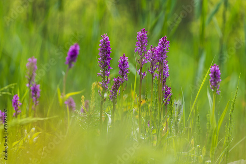 Purple orchid flowers Orchid - Orchis on a green field. The background is beautiful bokeh. photo