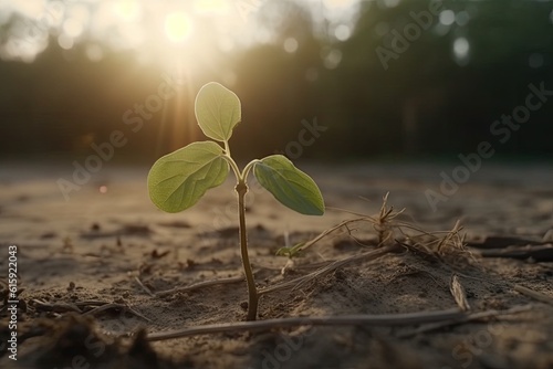 young plant emerging from the soil during sunset