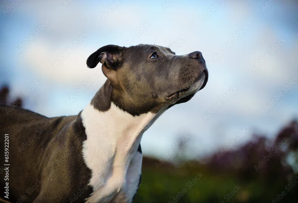 American Pit Bull Terrier puppy dog portrait against blue sky and clouds American Pit Bull Terrier puppy dog portrait against blue sky and clouds