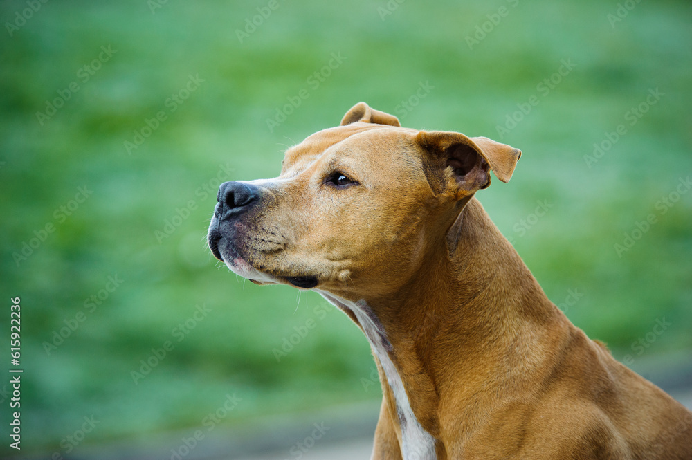 American Pit Bull Terrier dog outdoor portrait against green grass