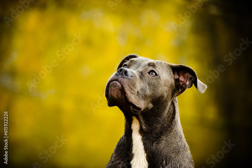 American Pit Bull Terrier dog outdoor portrait against yellow grungy background
