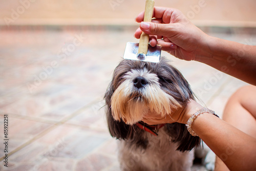 A veterinarian combing with a brush, the long hair of a gray and white shih tzu dog, sitting on a house's yard.