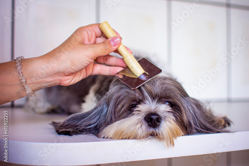 A veterinarian combing with a brush, the long hair of a gray and white shih tzu dog, lying on a white table.