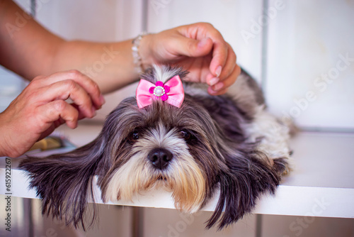 The hands of a veterinarian combing and putting a pink bow on a long-haired gray and white shih tzu dog lying on a white table.