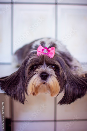 Medium-sized shih tzu dog with long white and gray hair, lying on a white wood, freshly combed with a pink bow on her head.