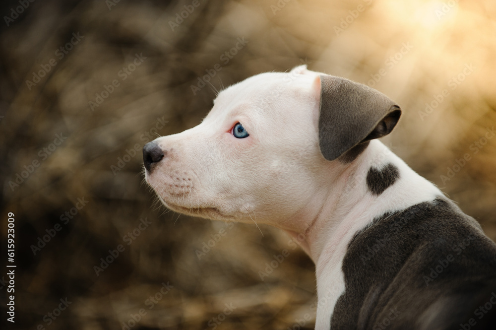 American Pit Bull Terrier puppy dog portrait with heart on shoulder