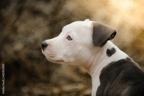 American Pit Bull Terrier puppy dog portrait with heart on shoulder