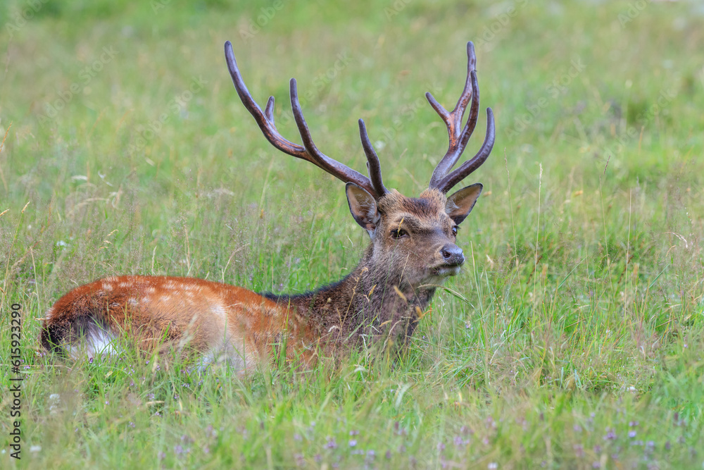 sika deer in Merlet Animal Park. Chamonix, France