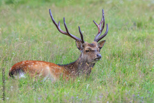 Fototapeta Naklejka Na Ścianę i Meble -  sika deer in Merlet Animal Park. Chamonix, France