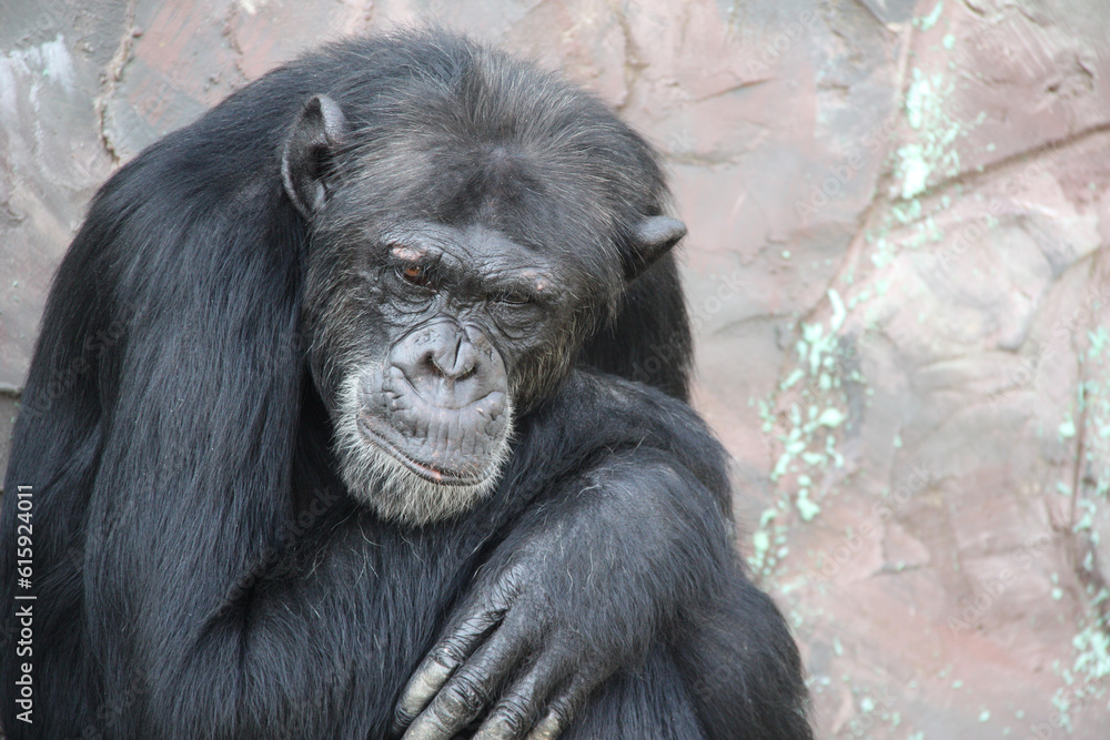 Portrait of a sad chimpanzee. Close-up photo Portrait of a sad chimpanzee. Close-up photo