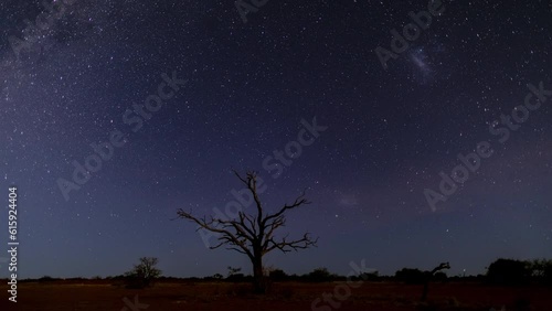 nightscape, night full of stars, zooming in to a close up view at a tree during the night while the stars, milkyway and magellanic clouds are moving in the beautiful sky