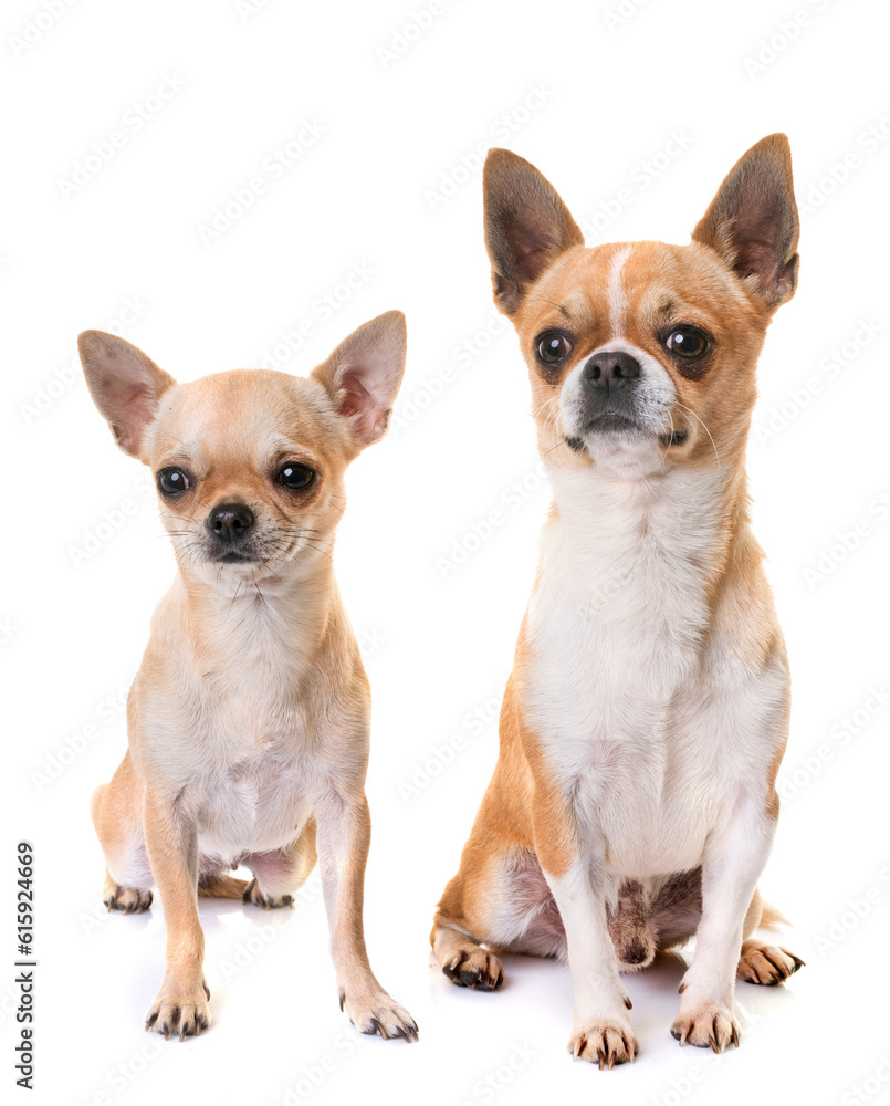 young chihuahua in front of white background young chihuahua in front of white background