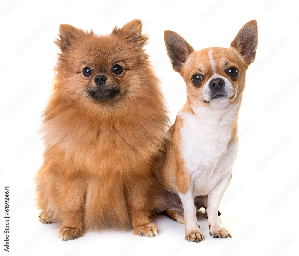 young chihuahua and spitz in front of white background