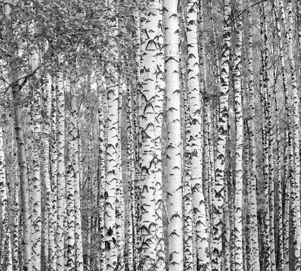 Obraz premium Birch trees black and white