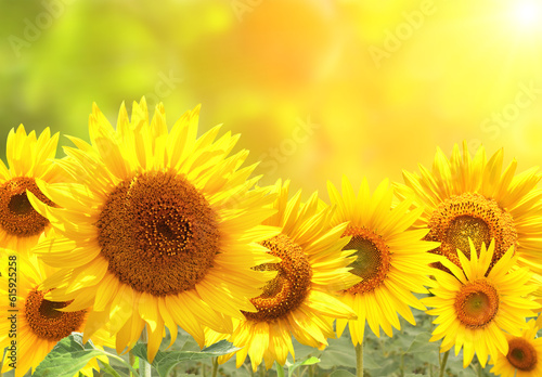 Fototapeta Naklejka Na Ścianę i Meble -  Bright yellow sunflowers on blurred sunny background