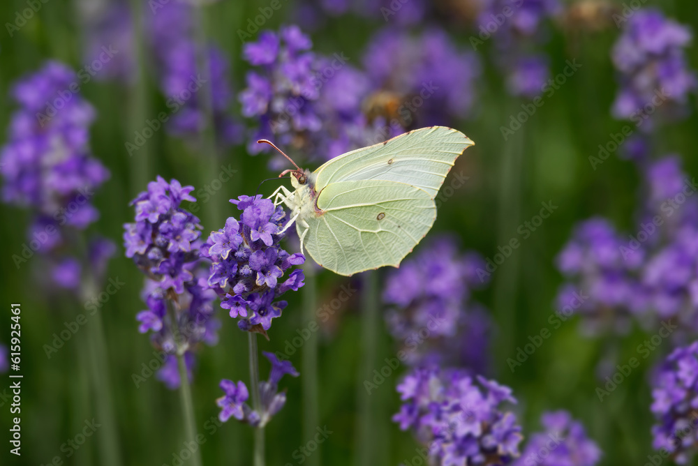 Naklejka premium Common brimstone butterfly (Gonepteryx rhamni) sitting on lavender in Zurich, Switzerland