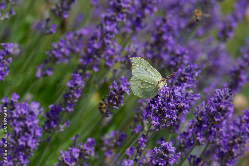 Naklejka premium Common brimstone butterfly (Gonepteryx rhamni) sitting on lavender in Zurich, Switzerland
