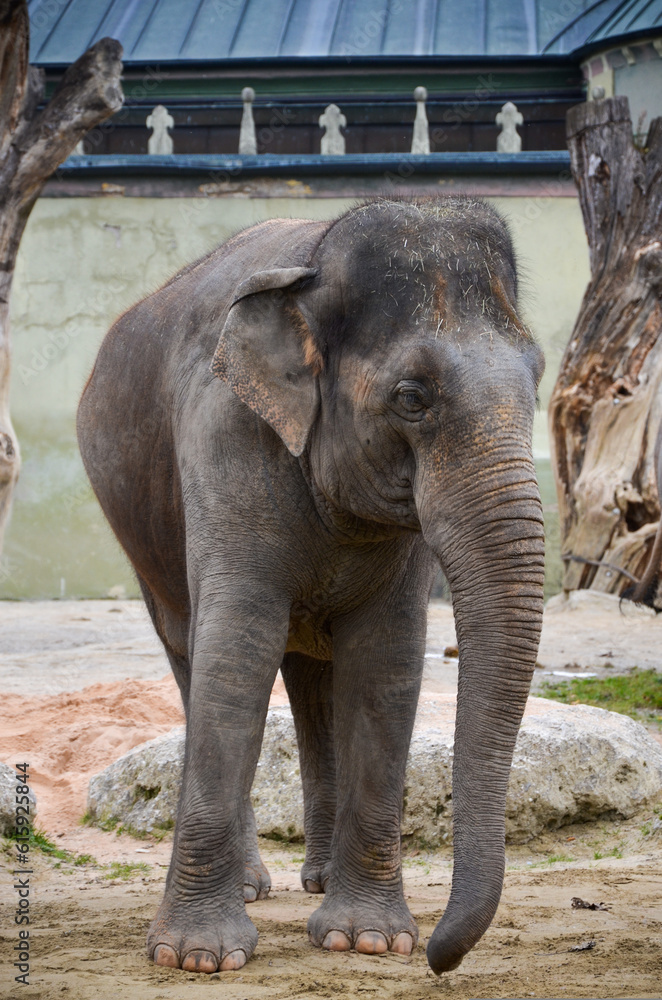 African elephant from the zoo in Munich