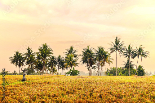 Palm trees under the intense golden sky of sunset in the rice fields of Bali. Sunset, palm trees