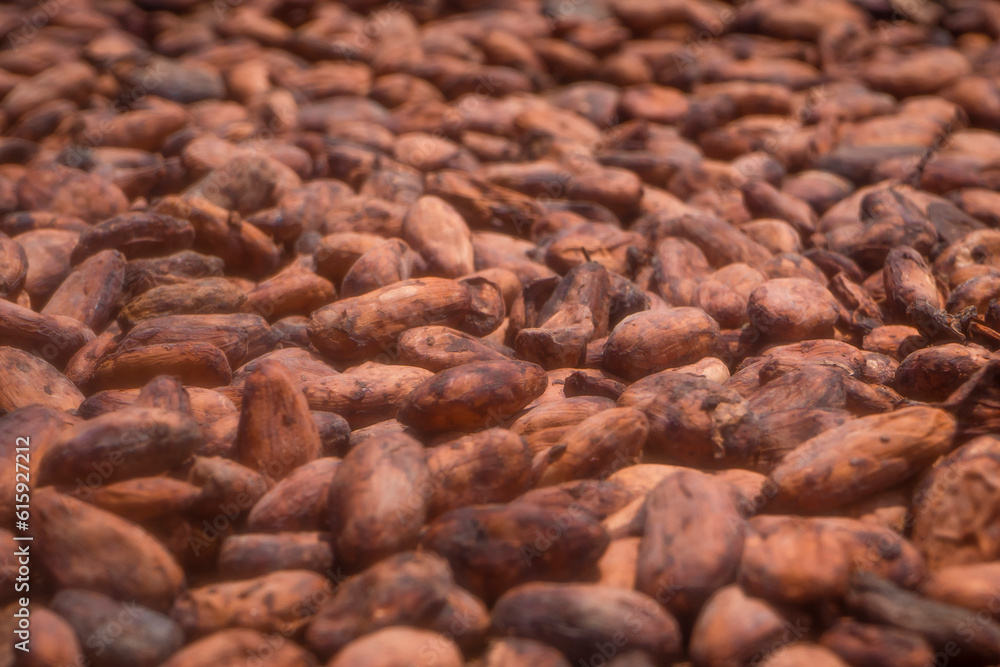Aromatic cocoa beans as a background Aromatic cocoa beans as a background