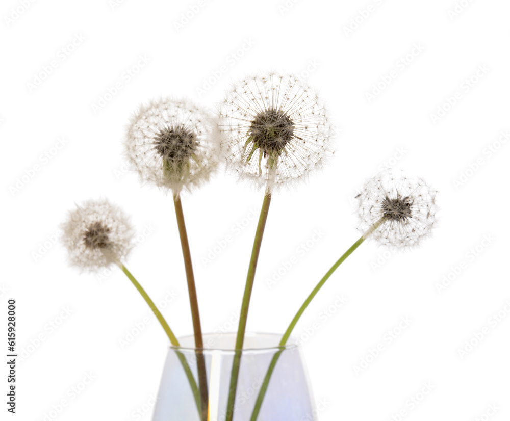 Vase with dandelion flowers on white background,closeup