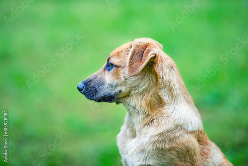 Dog breed yellow retriever, medium-sized, on a green background