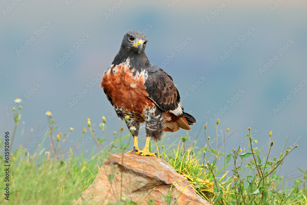 Obraz premium A jackal buzzard (Buteo rufofuscus) perched on a rock, South Africa