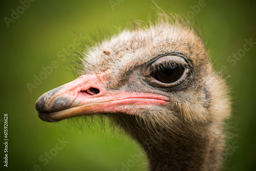 portrait of an ostrich looking in profile to the camera with a green field out of focus as a background