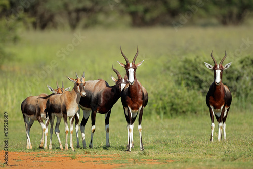A family group of bontebok antelopes (Damaliscus pygargus dorcas), South Africa