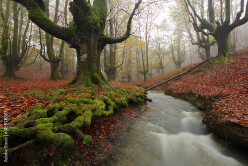 Colorful autumn at Otzarreta forest, Spain photo