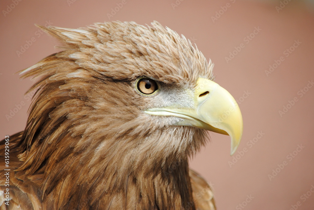 Fototapeta premium Golden Eagle