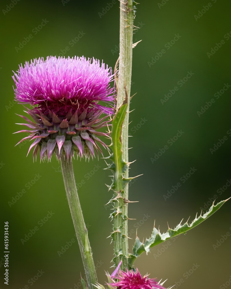 thistle in bloom thistle in bloom
