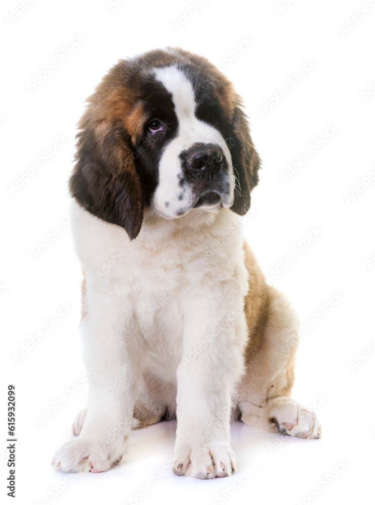 puppy saint bernard in front of white background puppy saint bernard in front of white background