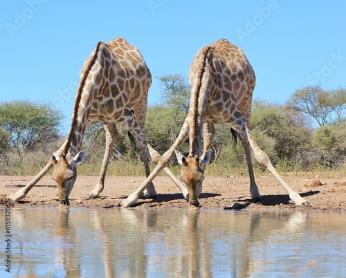 A pair of Southern African Giraffe do the splits for a sip of water, as seen in the wilds of Namibia, southwestern Africa.