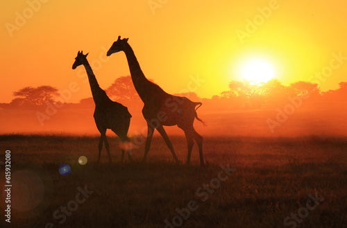 Southern African Giraffes in silhouette against a magnificent African sunset  as seen in the wilds of Namibia.