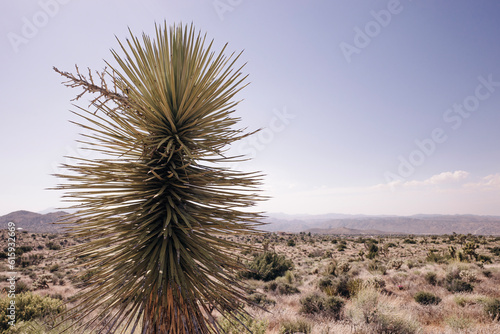 Joshua Tree National Park in California