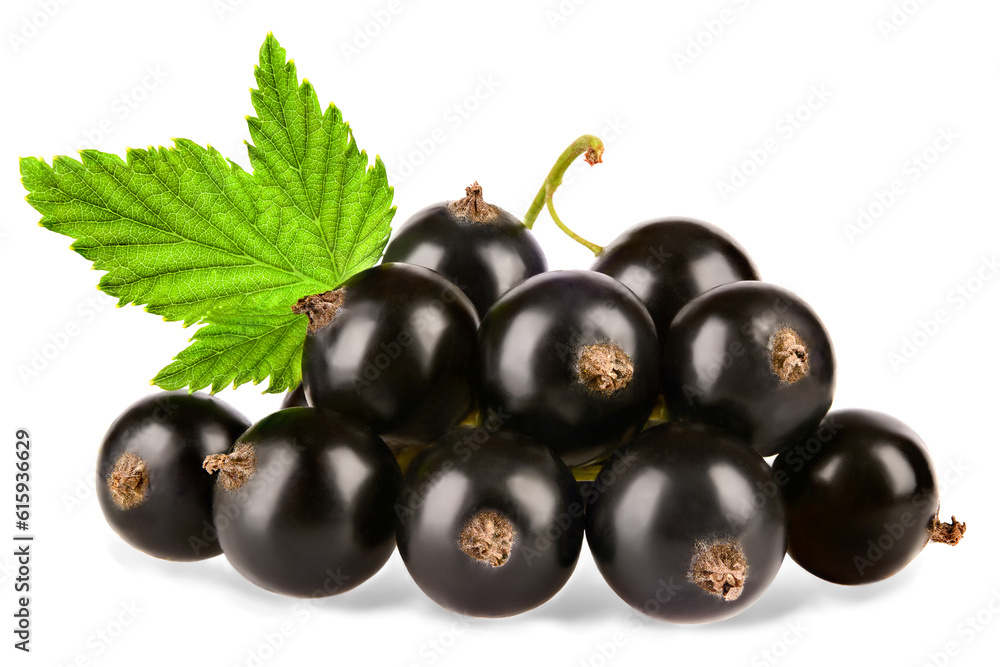 Black currant with leaves isolated on white background. Black currant with leaves isolated on white background.